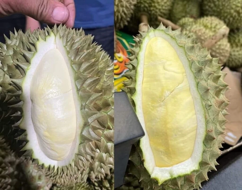 Sầu riêng bị sượng nước