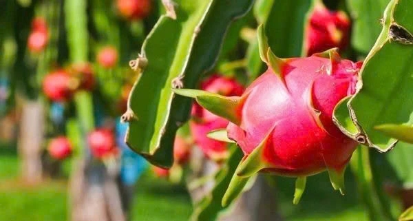 BỆNH ĐỐM NÂU TRÊN THANH LONG: NGUYÊN NHÂN VÀ BIỆN PHÁP XỬ LÝ