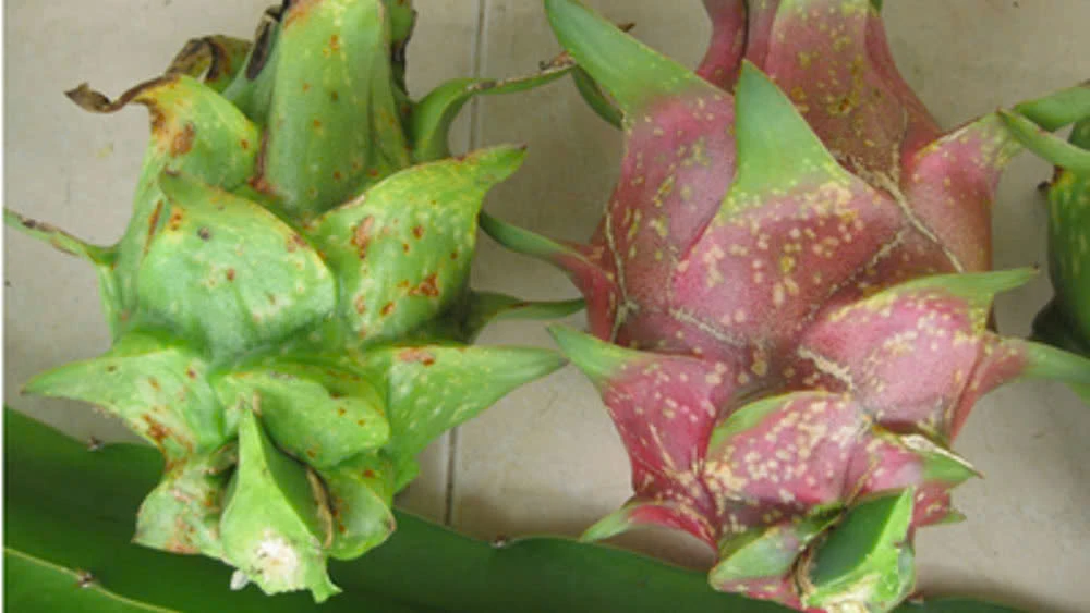 BỆNH ĐỐM NÂU TRÊN THANH LONG: NGUYÊN NHÂN VÀ BIỆN PHÁP XỬ LÝ